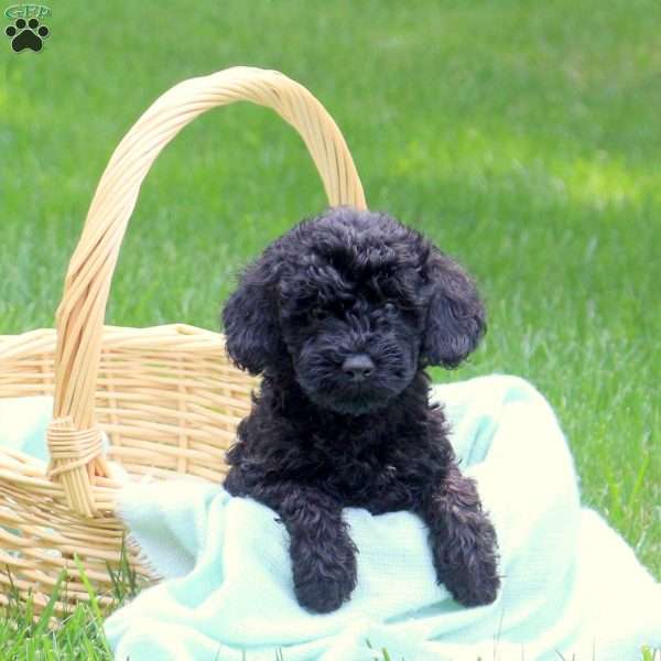 Harper, Mini Goldendoodle Puppy