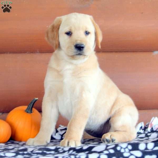 Harper, Golden Labrador Puppy