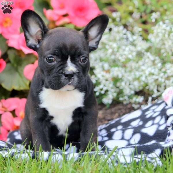 Harper, Frenchton Puppy