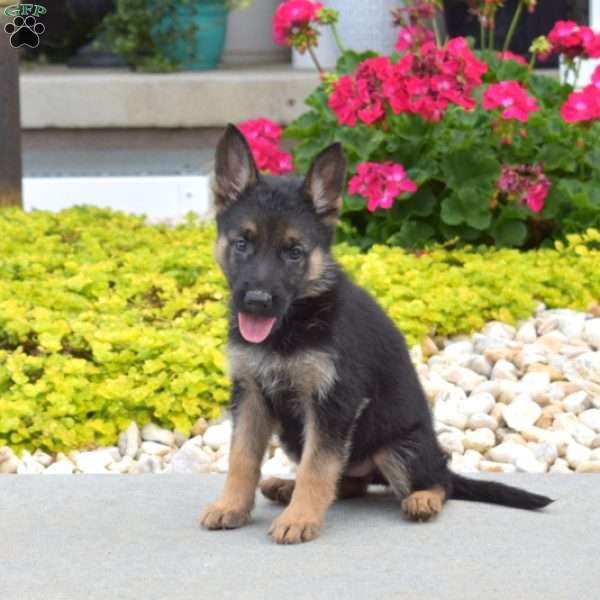 Harper, German Shepherd Puppy