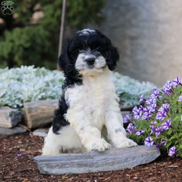 Harper, Cockapoo Puppy