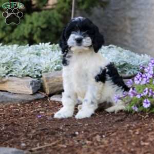 Harper, Cockapoo Puppy