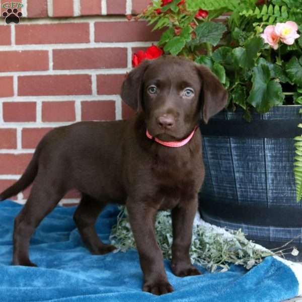 Harper, Chocolate Labrador Retriever Puppy