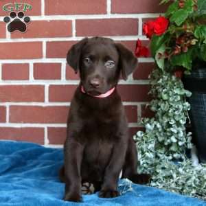 Harper, Chocolate Labrador Retriever Puppy