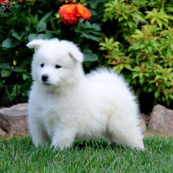 Harper, Samoyed Puppy