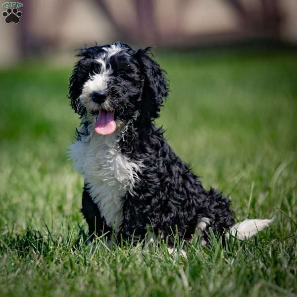 Harrison, Sheepadoodle Puppy