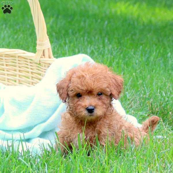 Harry, Mini Goldendoodle Puppy