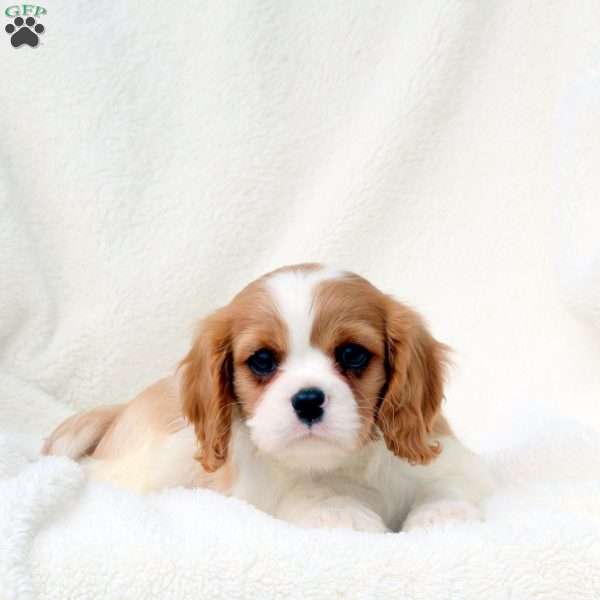 Harry, Cavalier King Charles Spaniel Puppy