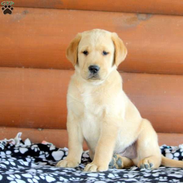 Harry, Golden Labrador Puppy