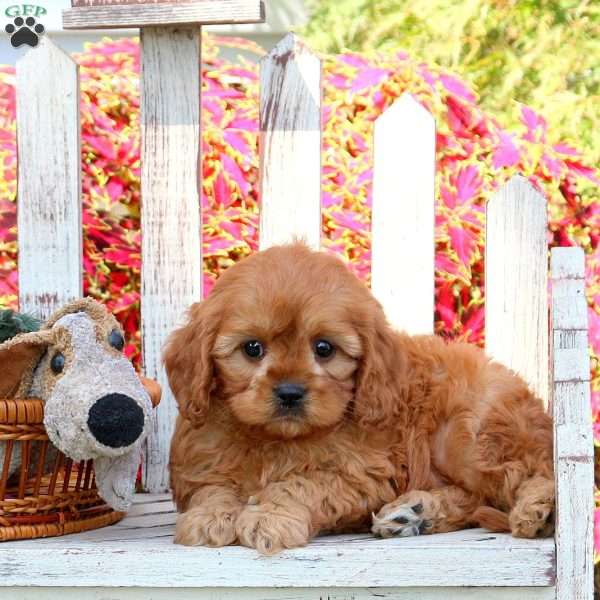 Harry, Cavapoo Puppy