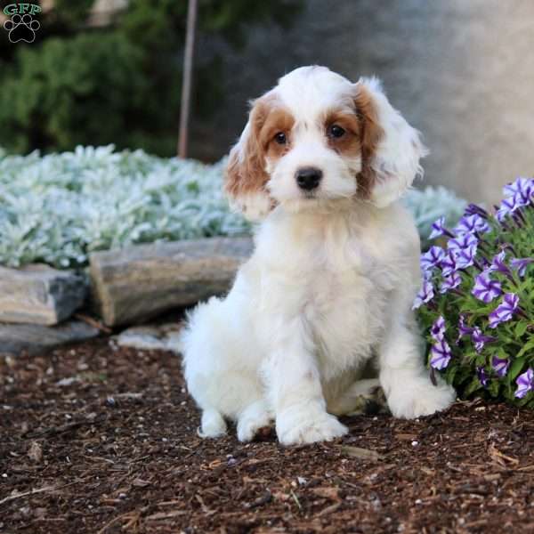 Harry, Cockapoo Puppy