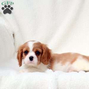 Harry, Cavalier King Charles Spaniel Puppy