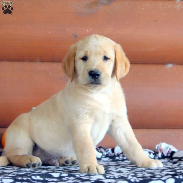 Harvey, Golden Labrador Puppy