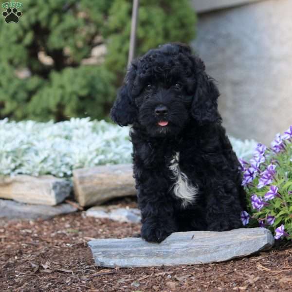 Harvey, Cockapoo Puppy