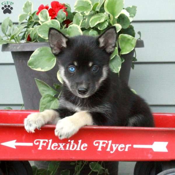 Hattie, Siberian Husky Mix Puppy