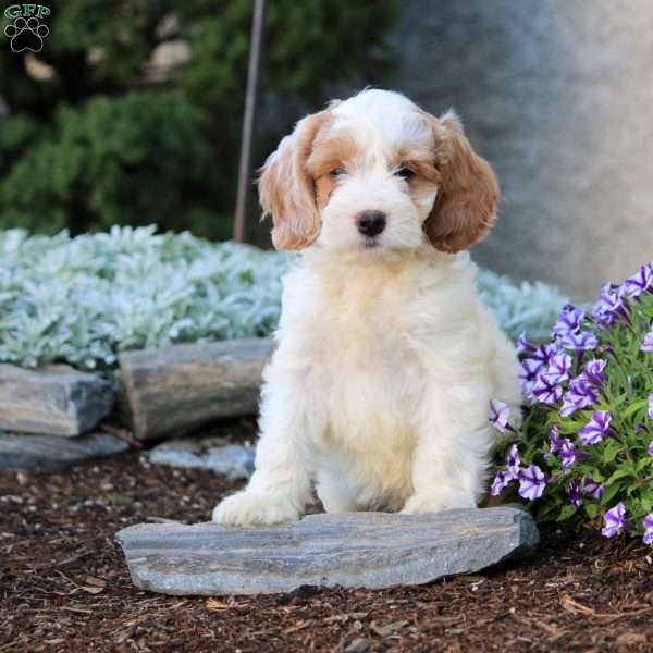 Hayes, Cockapoo Puppy