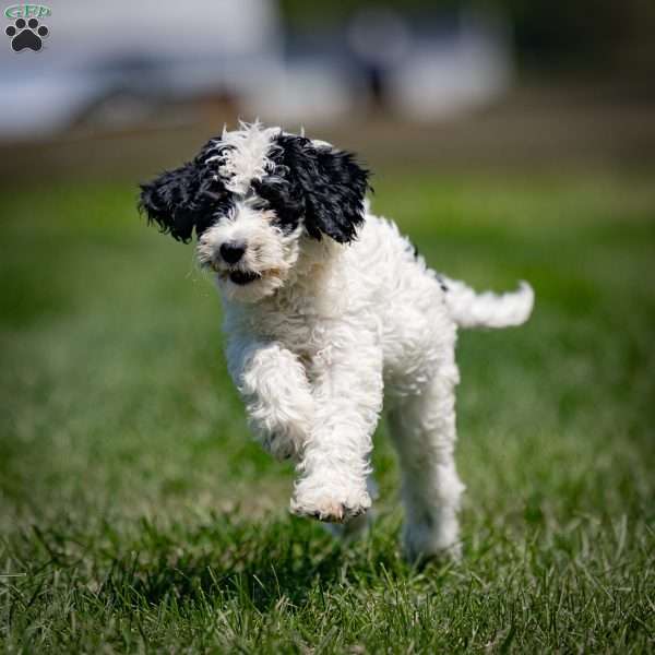 Hazel, Sheepadoodle Puppy