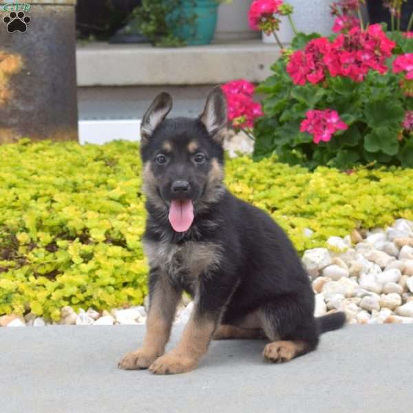 Hazel, German Shepherd Puppy