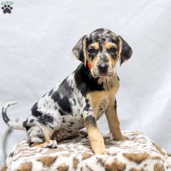 Hazel, Catahoula Bulldog Puppy