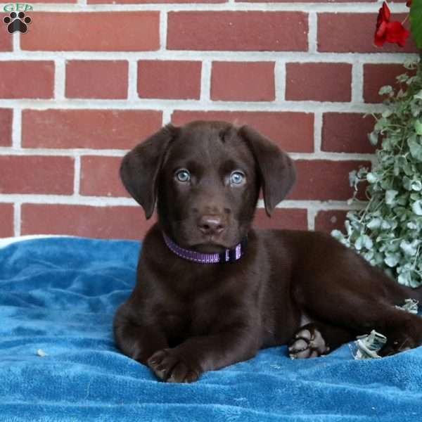 Hazel, Chocolate Labrador Retriever Puppy