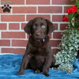 Hazel, Chocolate Labrador Retriever Puppy