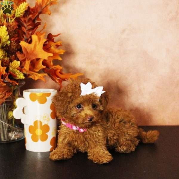 Hazel, Toy Poodle Puppy