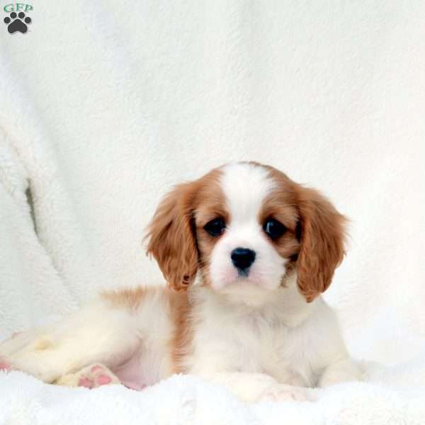 Heath, Cavalier King Charles Spaniel Puppy