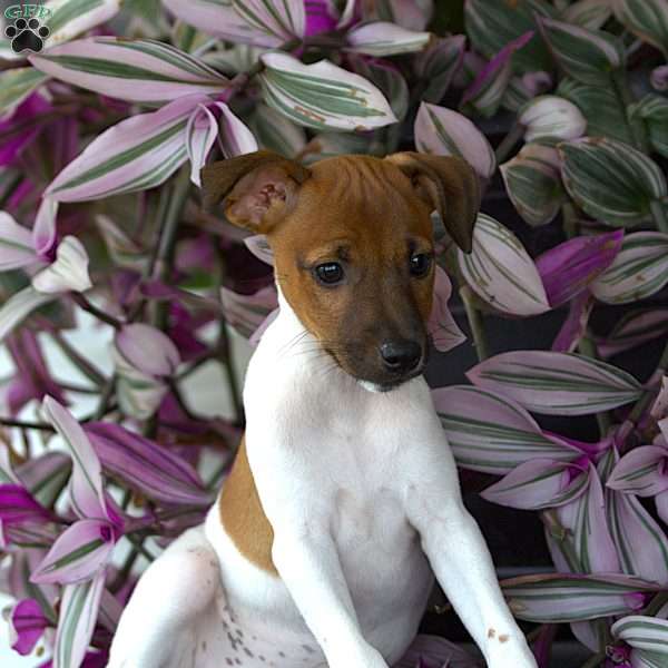 Heather, Jack Russell Terrier Puppy