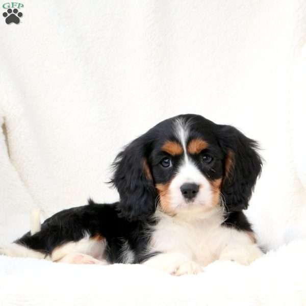 Hector, Cavalier King Charles Spaniel Puppy