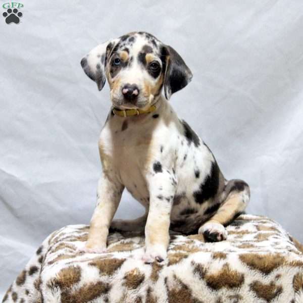 Heidi, Catahoula Bulldog Puppy