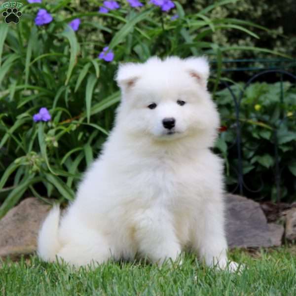 Hudson, Samoyed Puppy