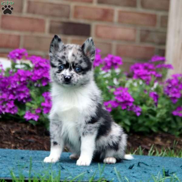 Heidi, Pomsky Puppy