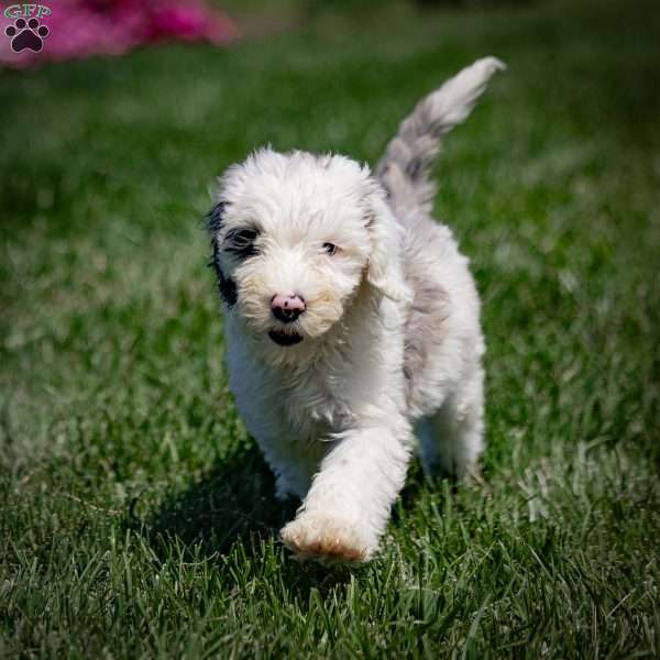 Helena, Sheepadoodle Puppy