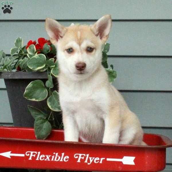 Henna, Siberian Husky Mix Puppy