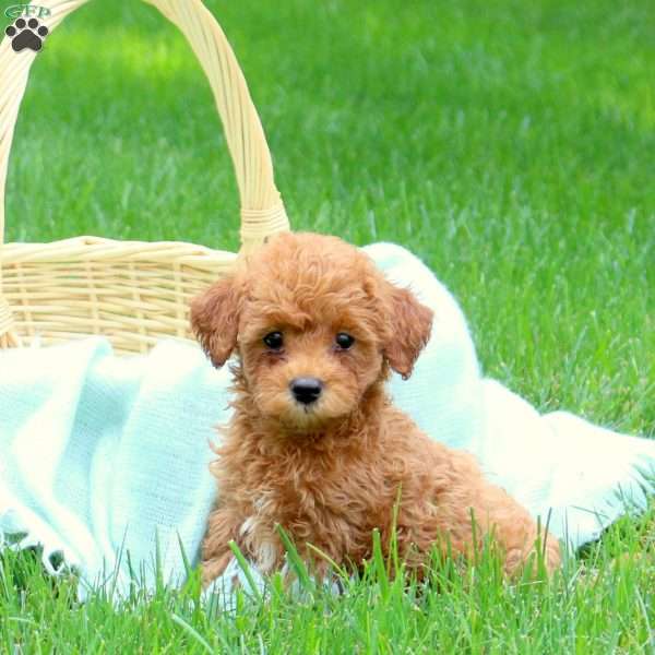 Henry, Mini Goldendoodle Puppy