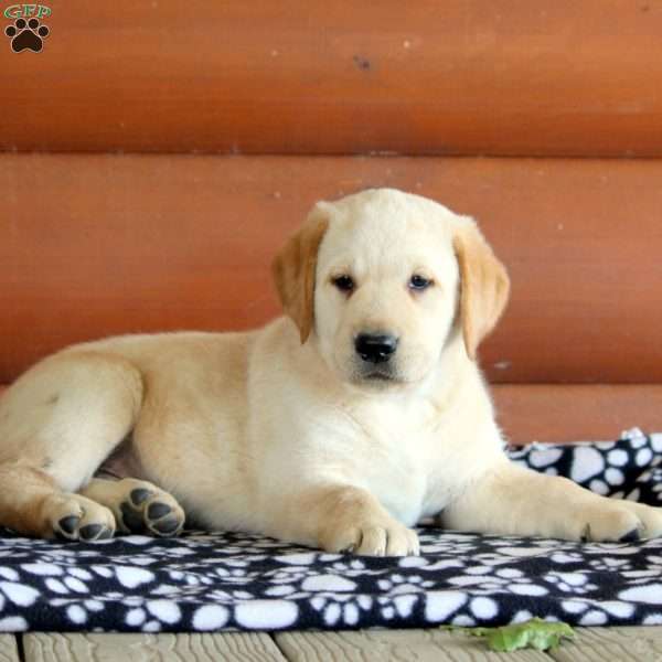 Henry, Golden Labrador Puppy