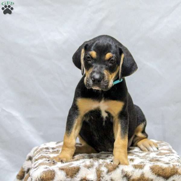 Henry, Catahoula Bulldog Puppy