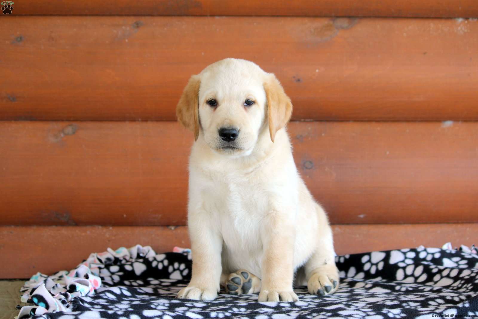 Henry Golden Labrador Puppy For Sale in Pennsylvania