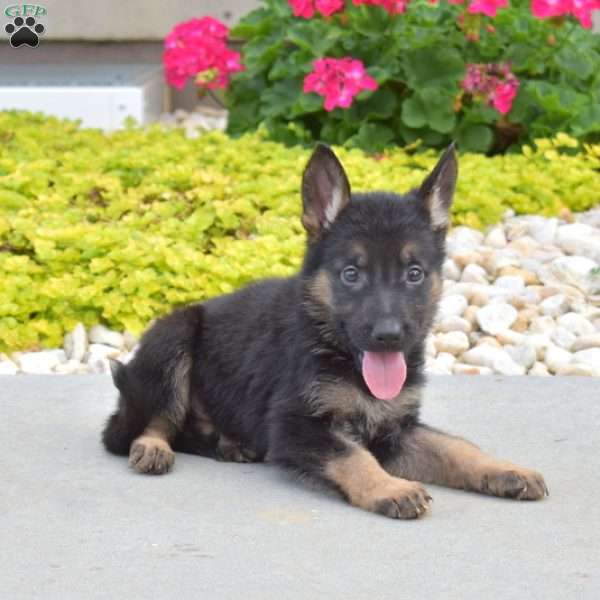 Hero, German Shepherd Puppy