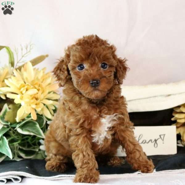 Hettie, Miniature Poodle Puppy