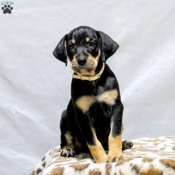 Hillary, Catahoula Bulldog Puppy