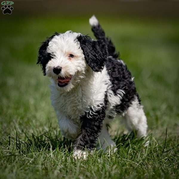 Hodge, Sheepadoodle Puppy