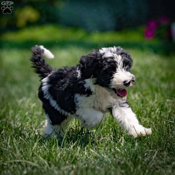 Holly, Sheepadoodle Puppy