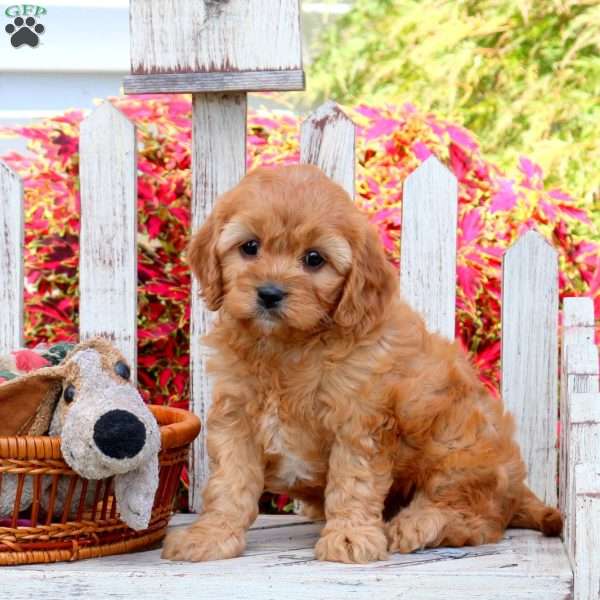 Holly, Cavapoo Puppy