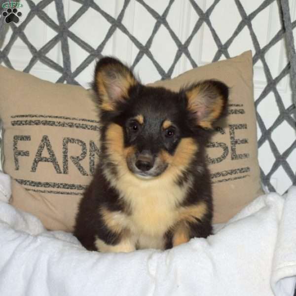 Holly, Pembroke Welsh Corgi Puppy