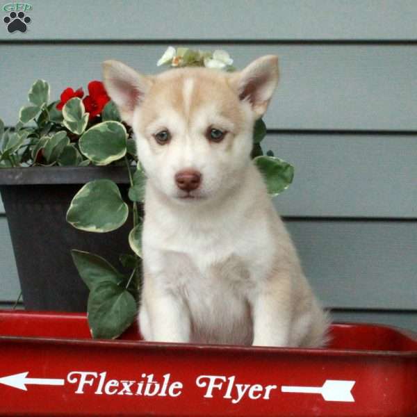 Honey, Siberian Husky Mix Puppy