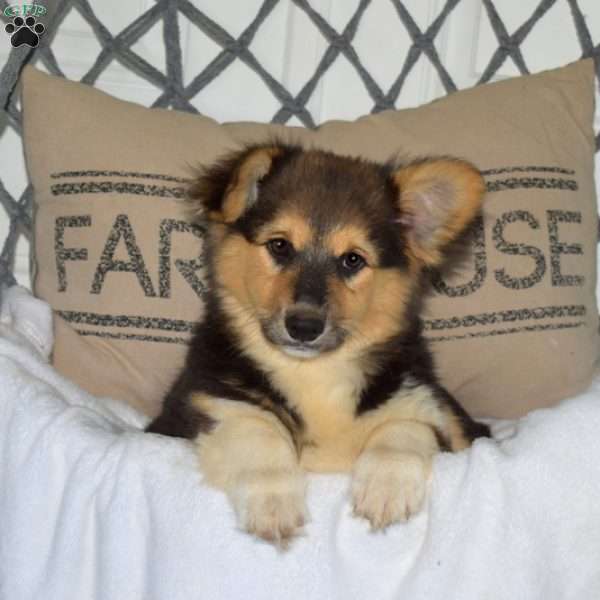 Honey, Pembroke Welsh Corgi Puppy