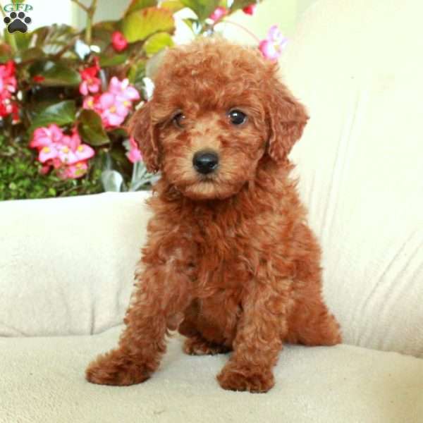 Honey, Miniature Poodle Puppy