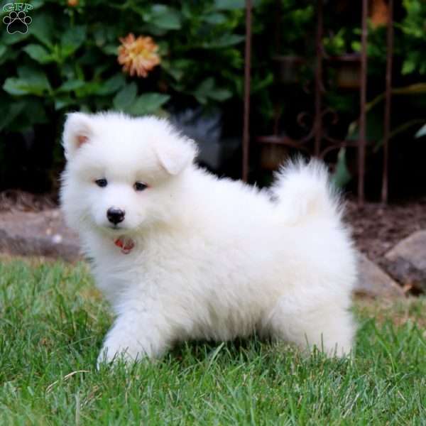 Hoops, Samoyed Puppy