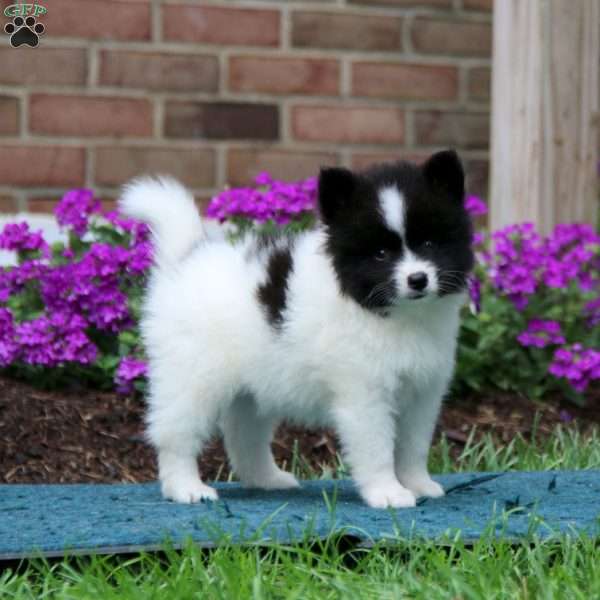 Hoops, Pomsky Puppy